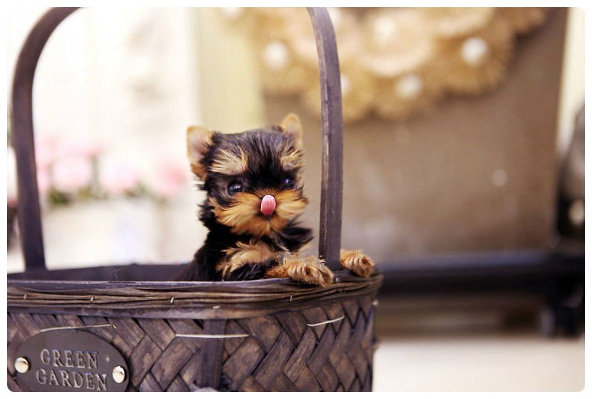 teacup yorkie for sale