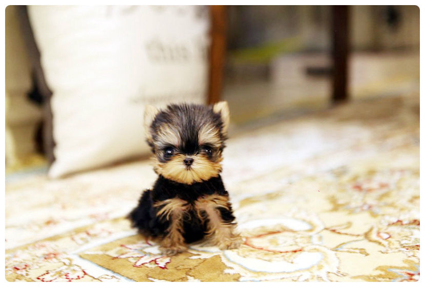 teacup yorkie puppies for sale