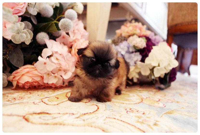 pekingese for sale