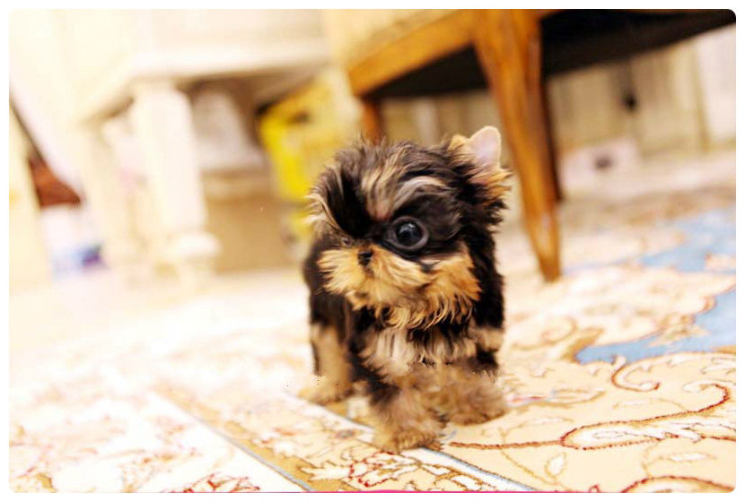 teacup yorkie