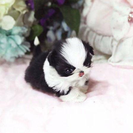 teacup shih tzu