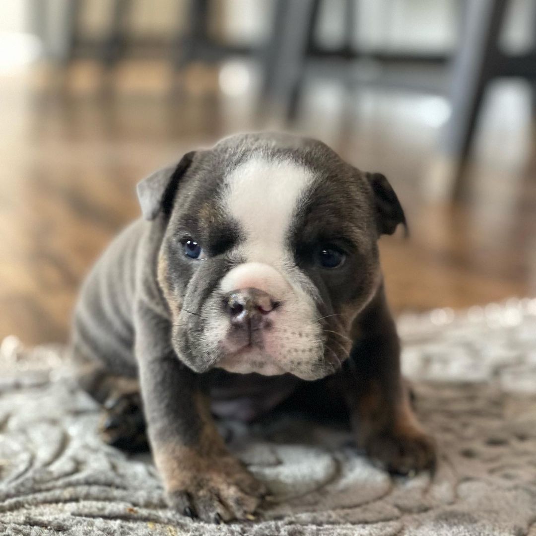 black and white english bulldog