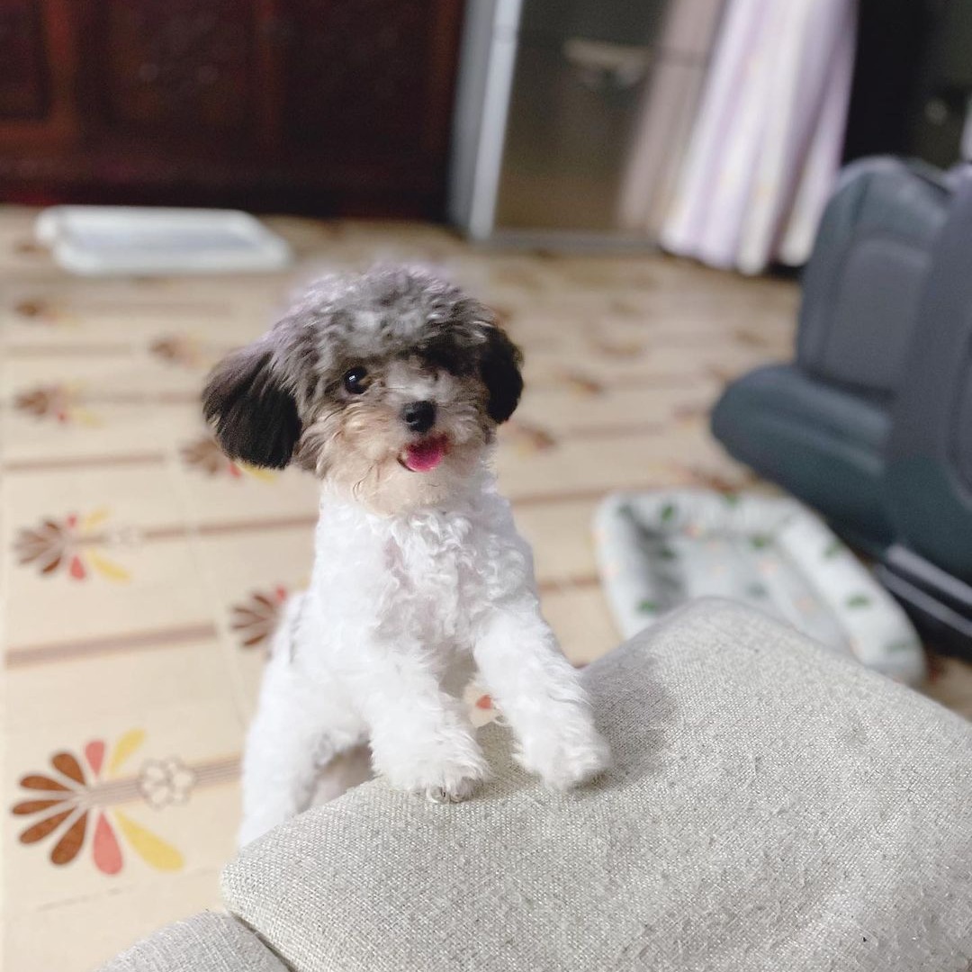 teacup poodle for sale