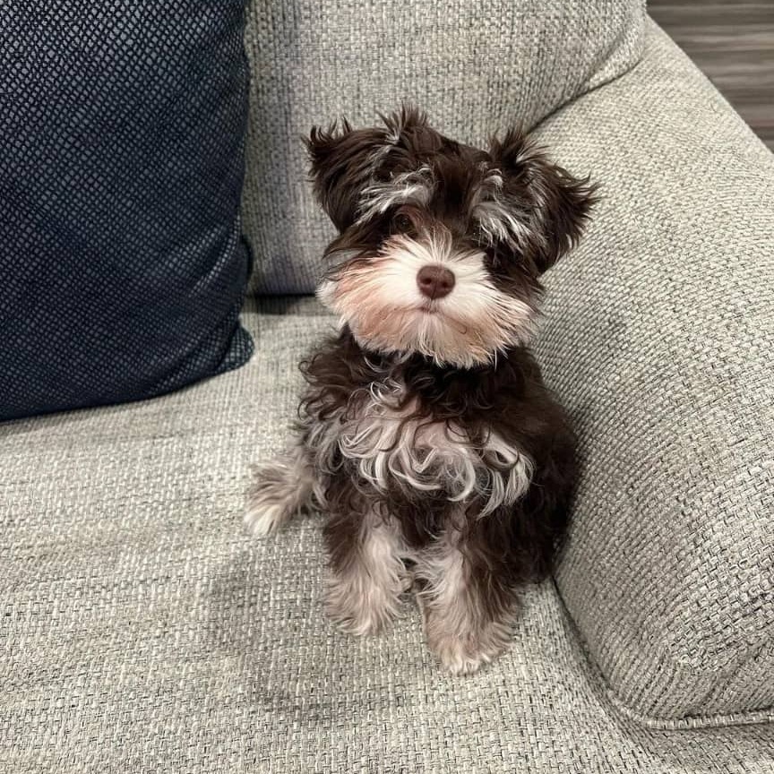 teacup schnauzer for sale near me