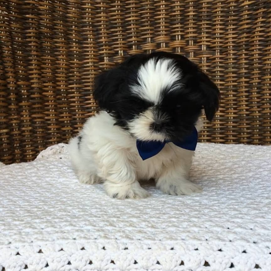 teacup Shih tzu