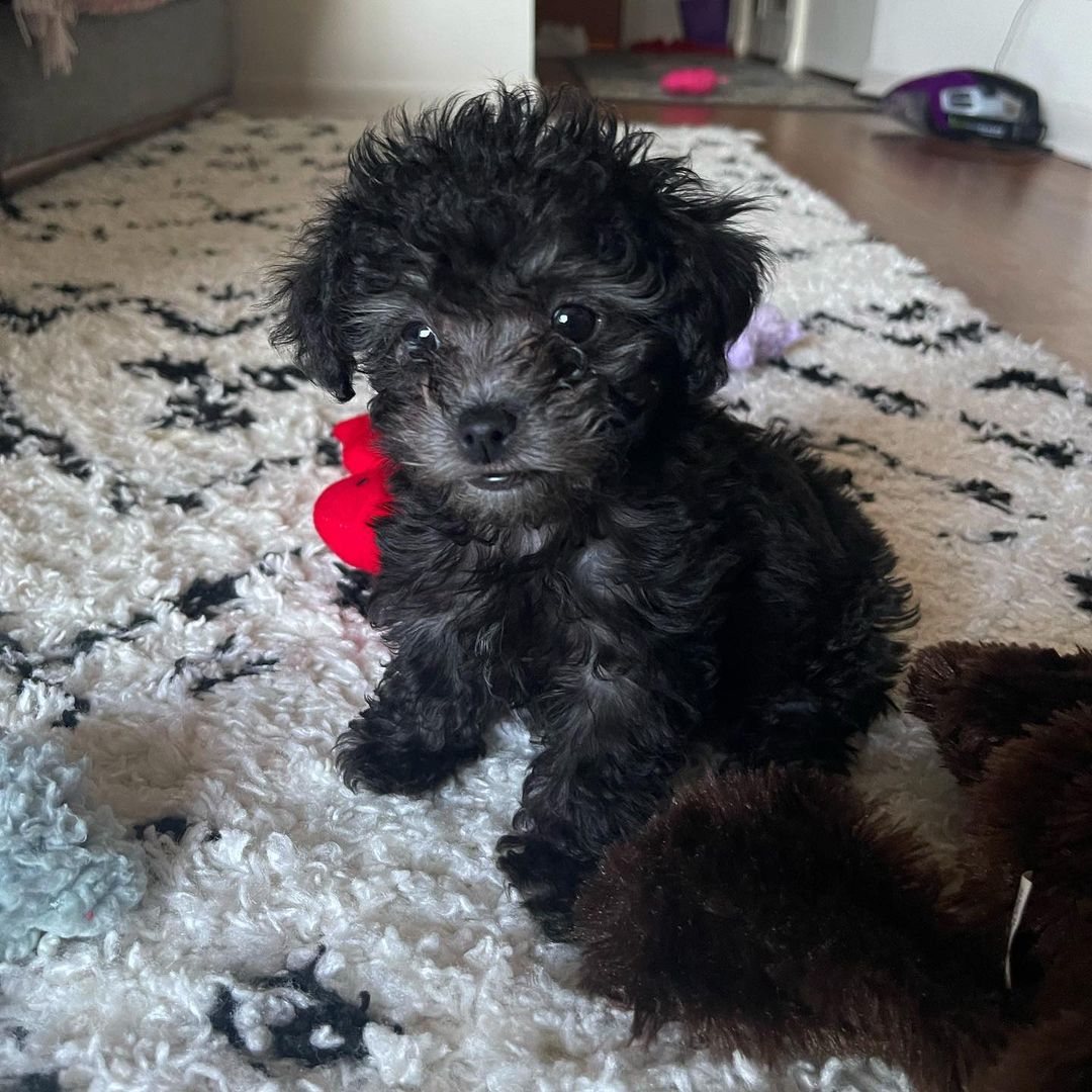 Black Maltipoo for sale