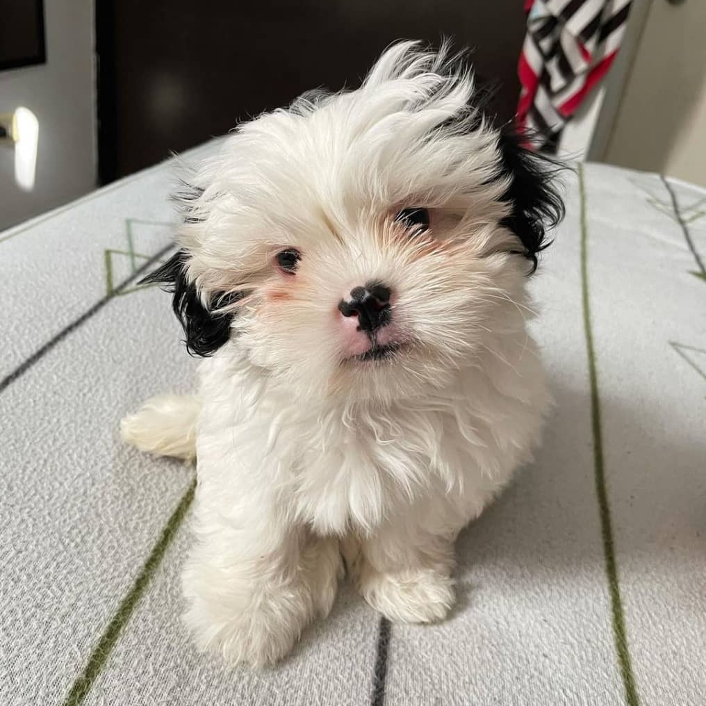 Shih tzu for sale