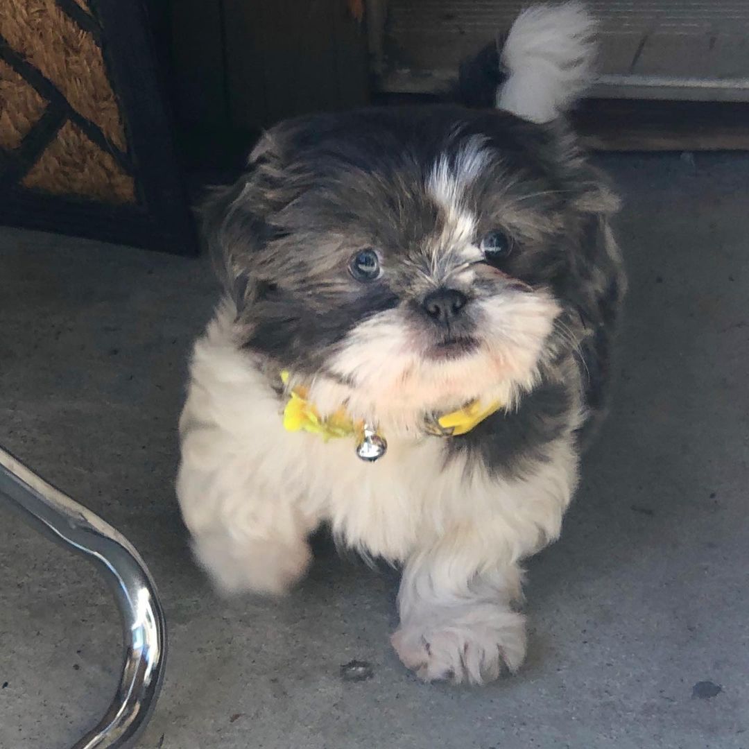 Shih tzu for sale