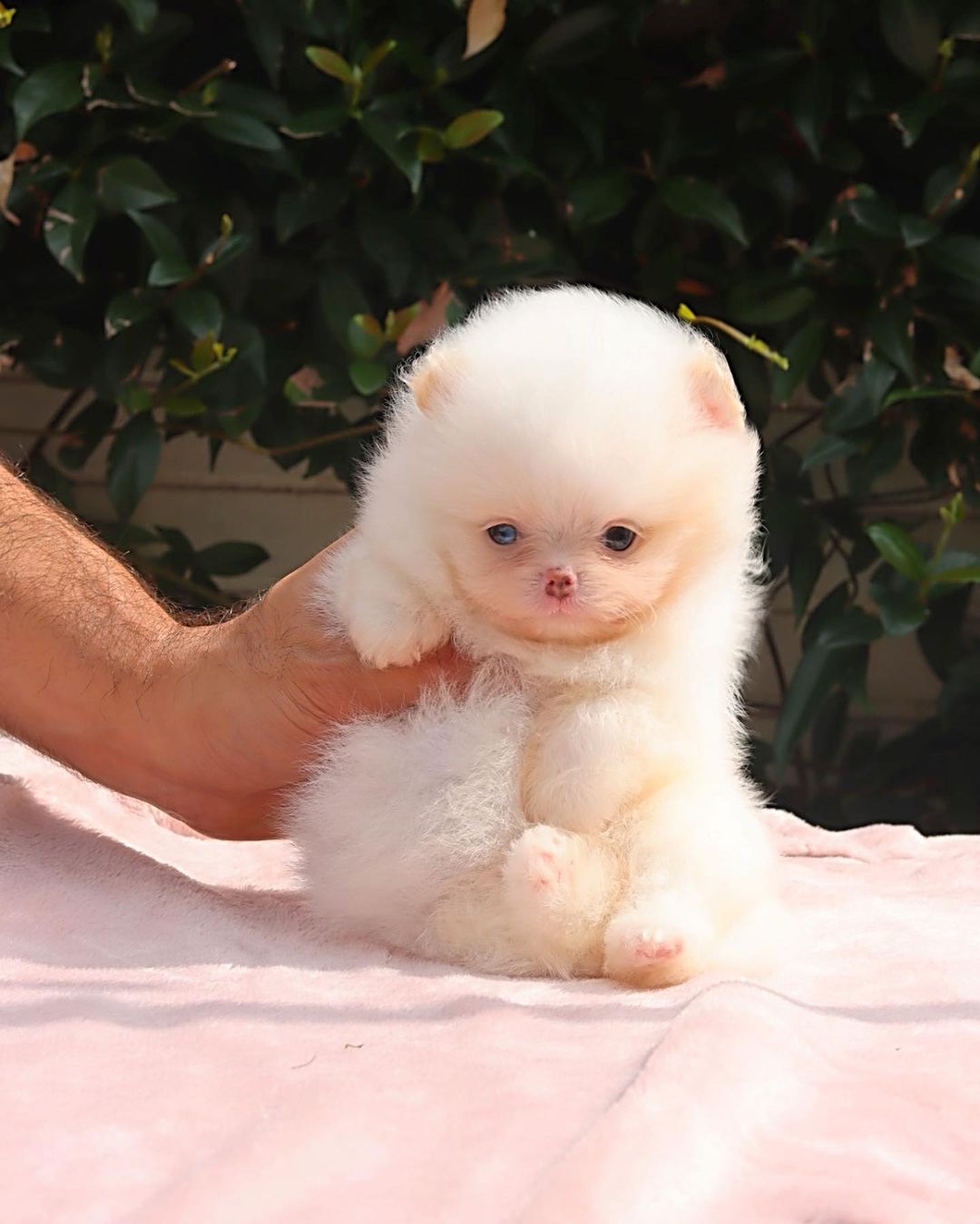 pomeranian for sale