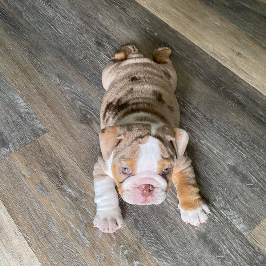 orange and white english bulldog