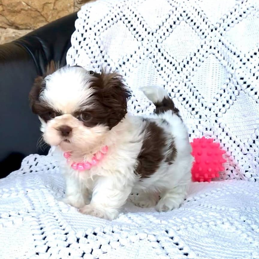 Shih tzu for sale