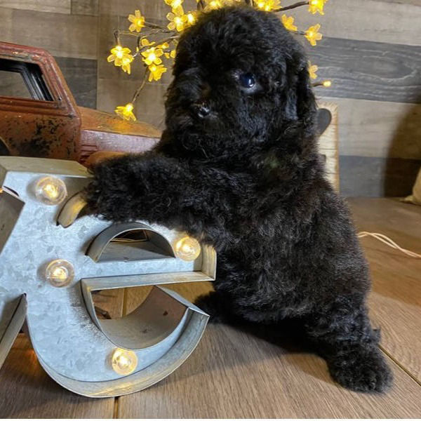 teacup maltipoo