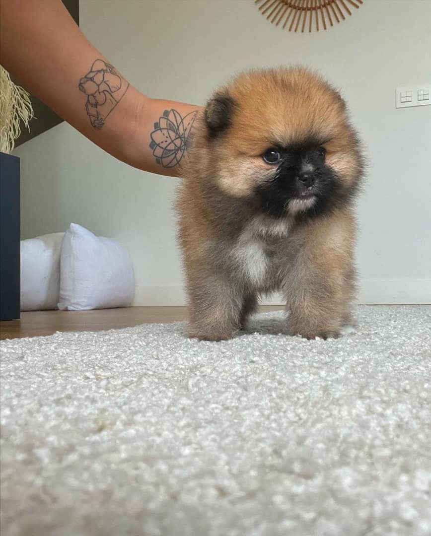 pomeranian for sale