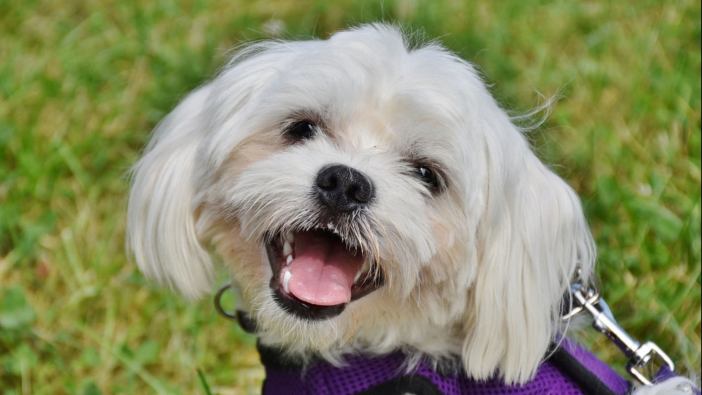 Do Maltese Dog Bark a lot?