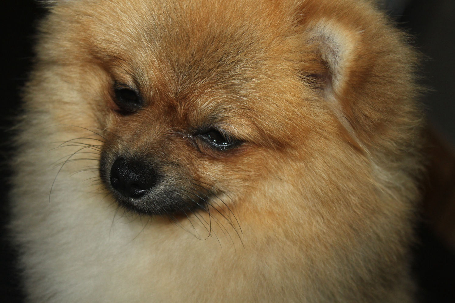 pomeranian dog breed