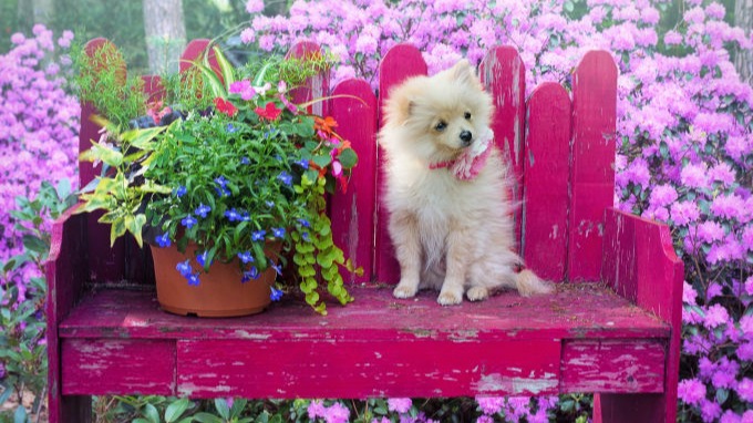 Pomeranian on a chair