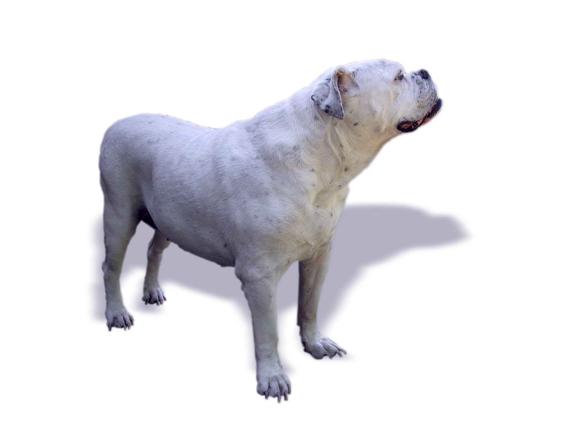 english bulldog