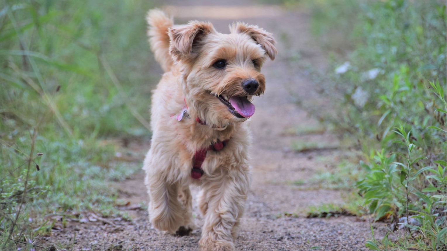 Do Yorkie Dogs Bark A Lot?