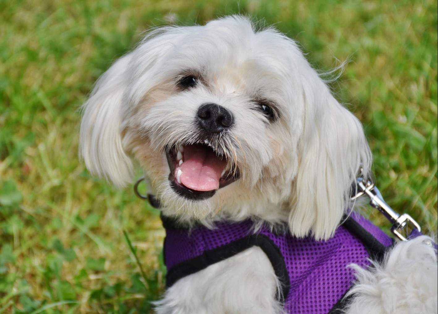 Do Maltese dog bark a lot?