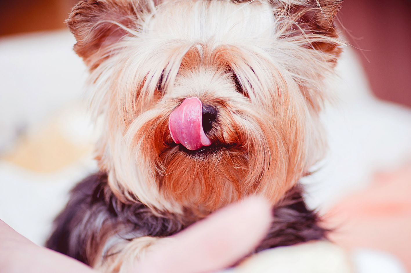  Yorkie (Yorkshire terrier) dog