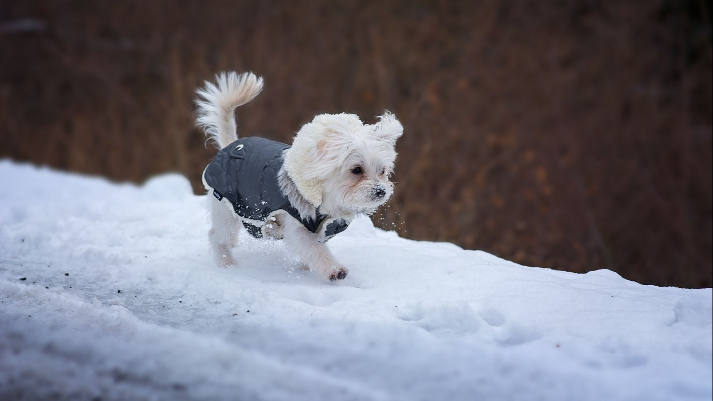 Are Maltese Dog easy to Train?