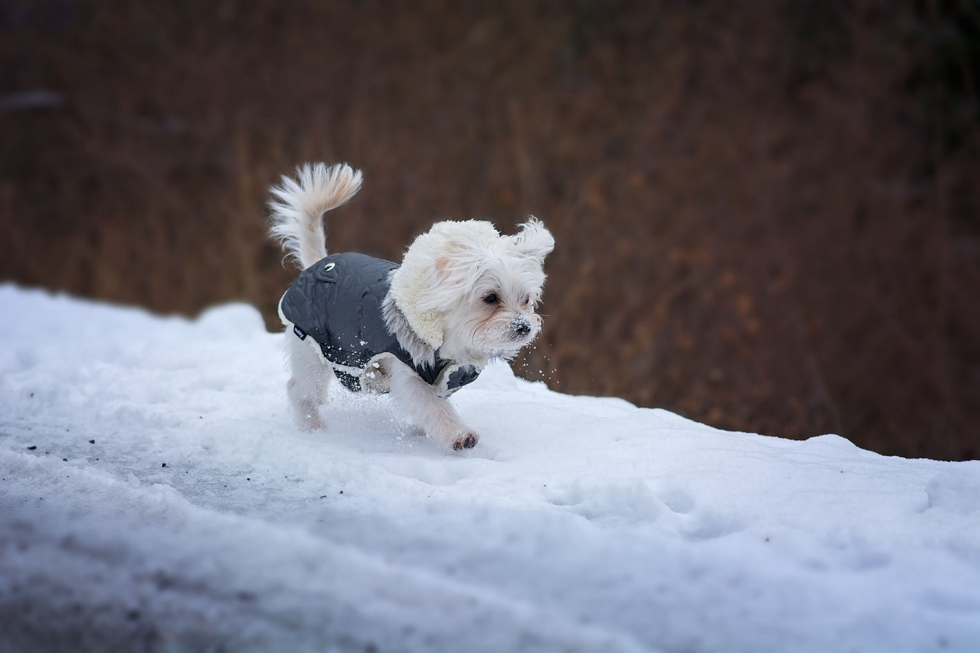 Are Maltese dogs easy to train?