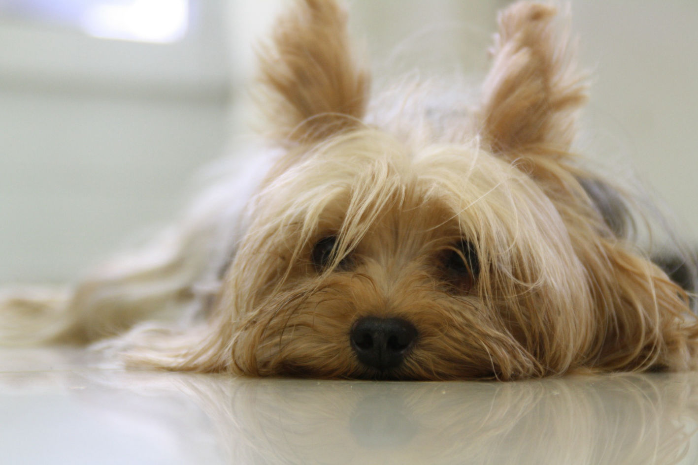  Yorkshire terrier dog