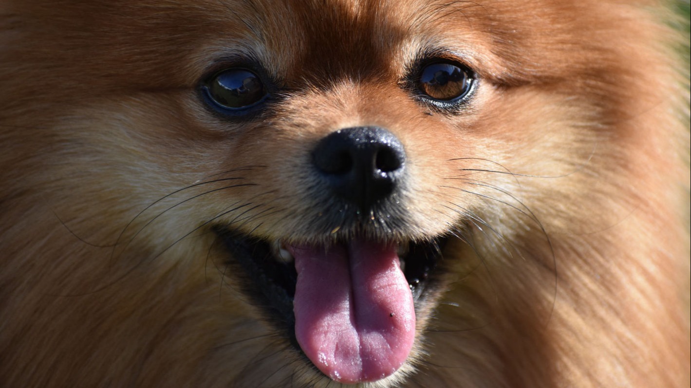 Do Pomeranian Dogs Bark A Lot?