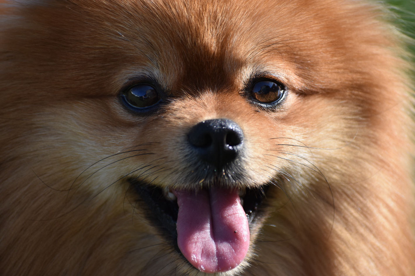 Do Pomeranian Dogs Bark A Lot?