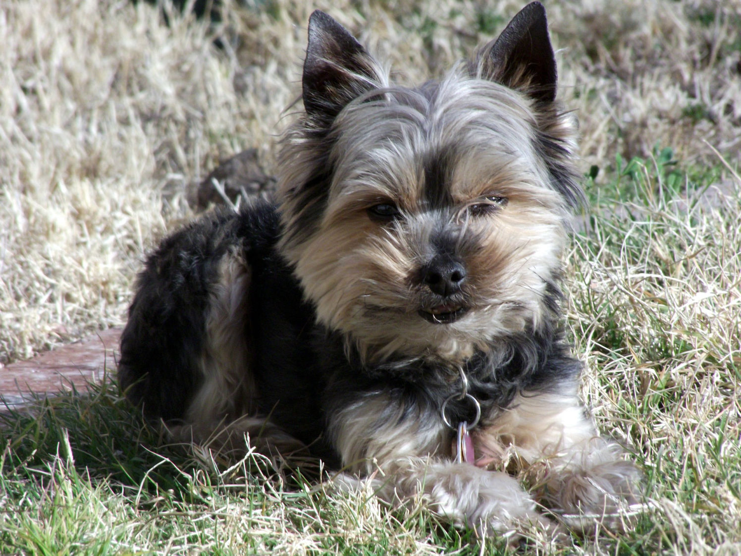  yorkie dog breed