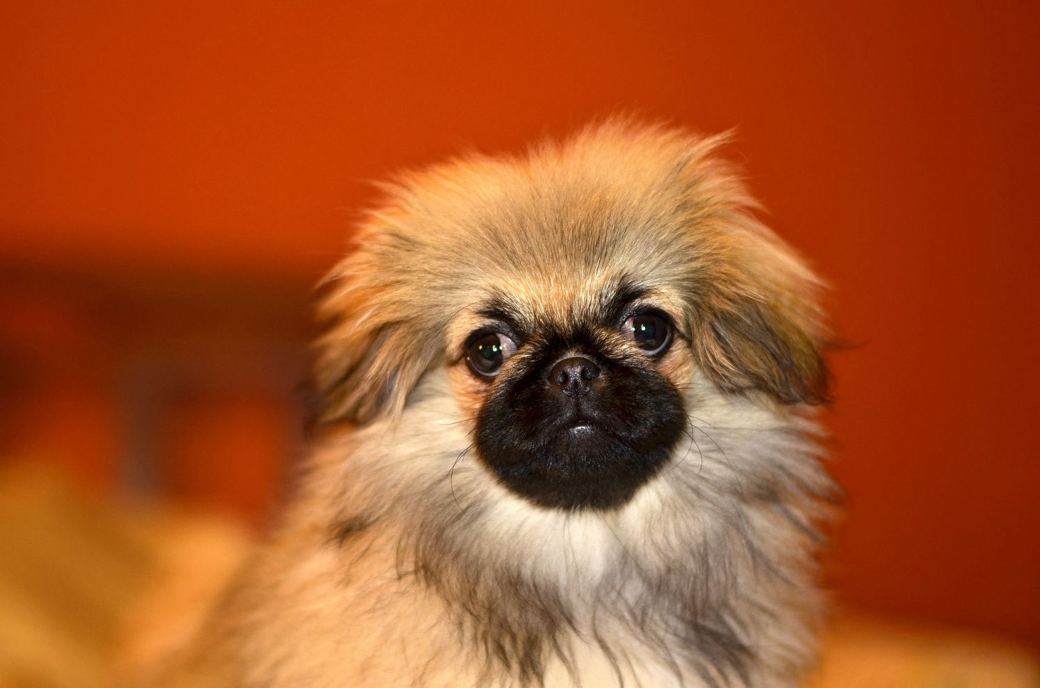 Pekingese puppy