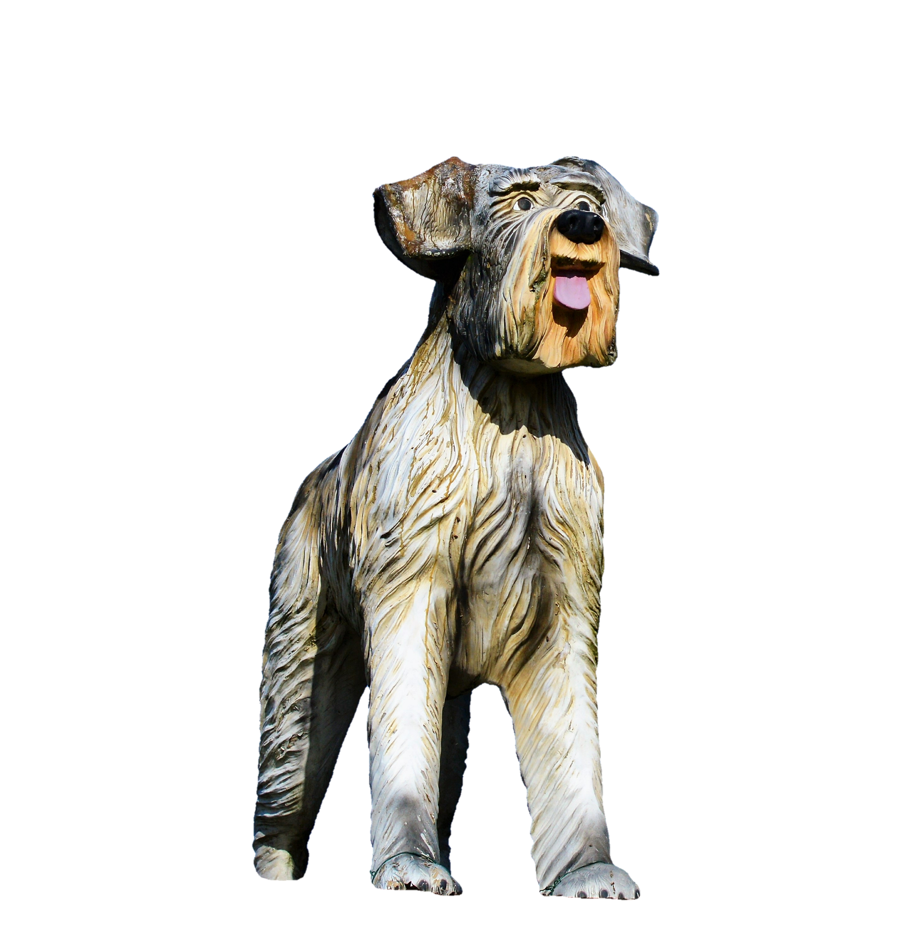 schnauzer dog