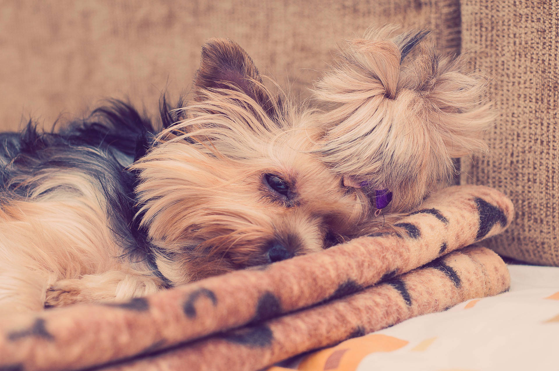 Yorkie Health Issue