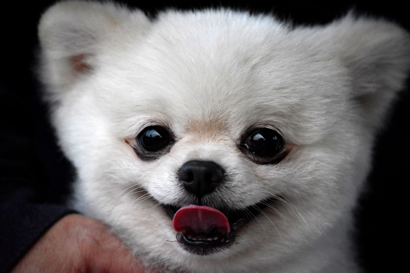 Pomeranian puppy