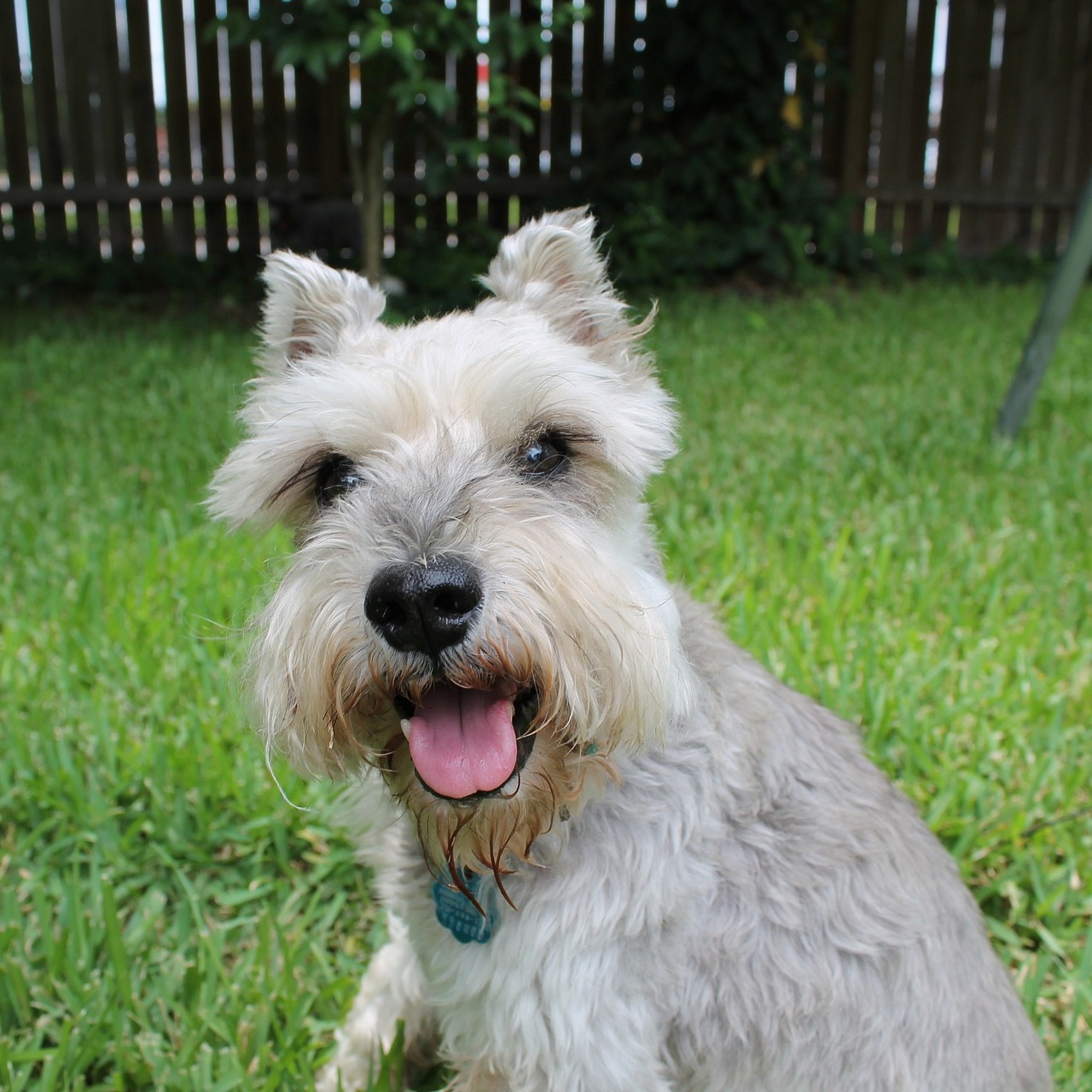 Teacup and Miniature Schnauzer