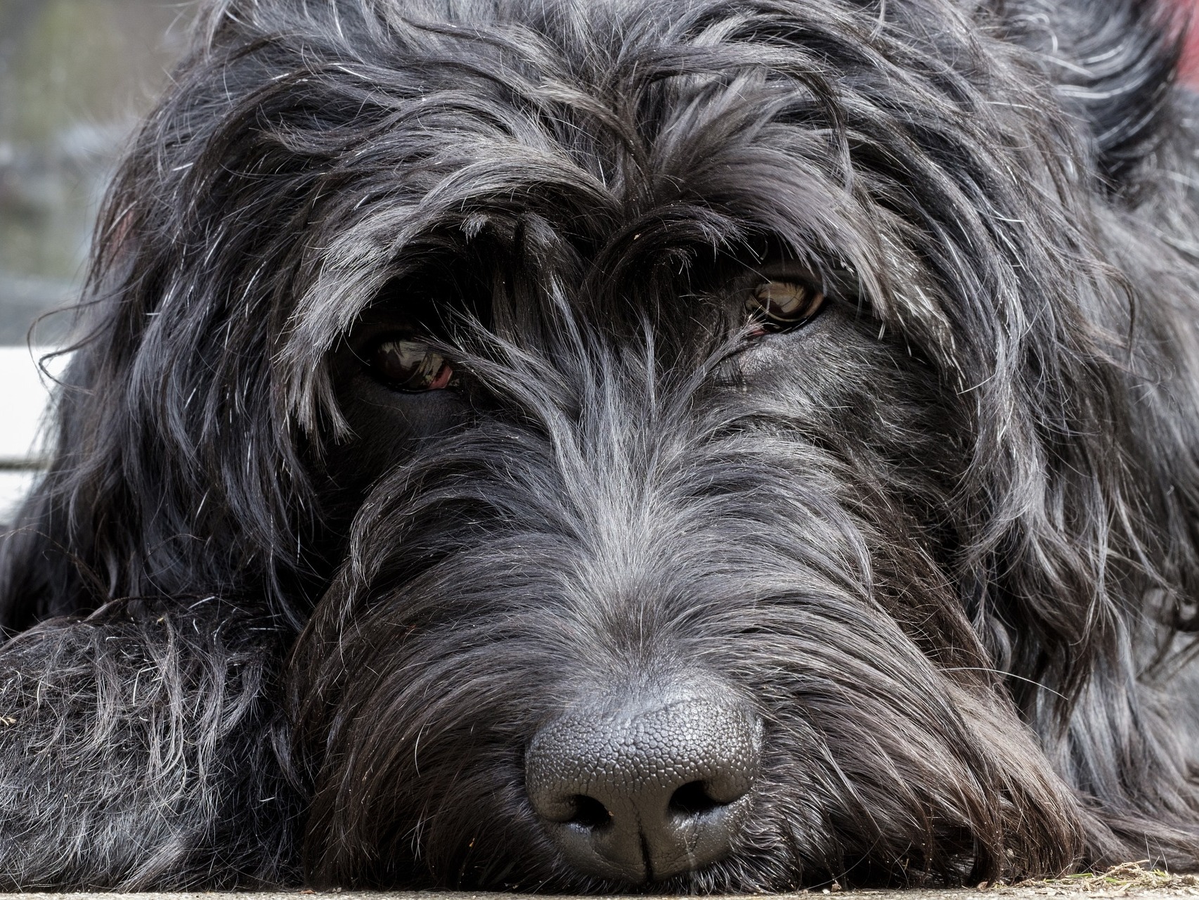 Schnauzer dog