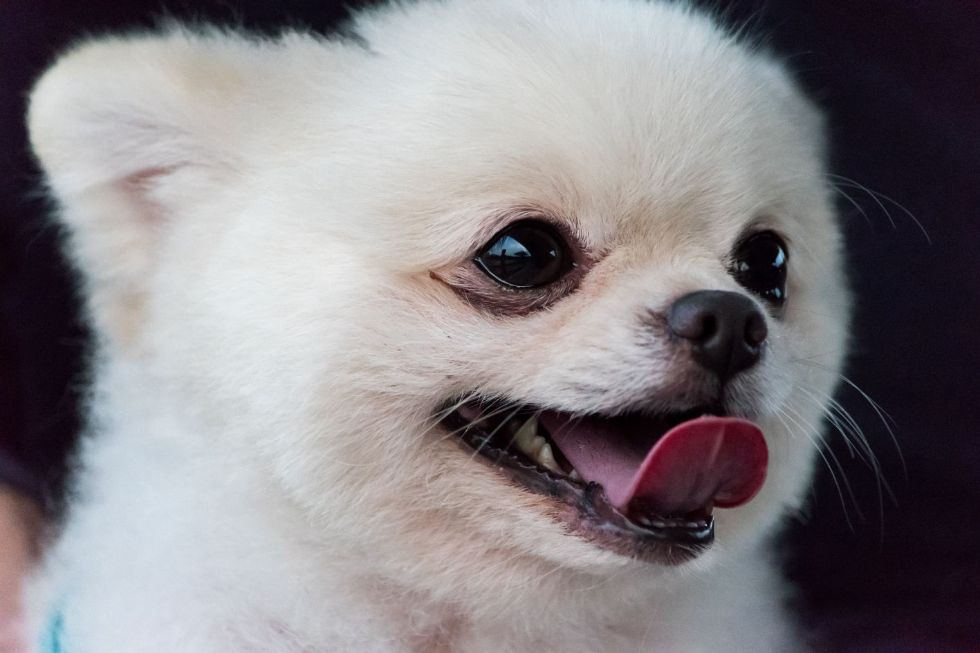 Teacup Pomeranian dog