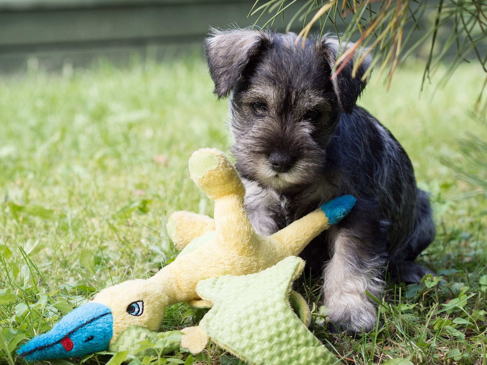 Schnauzer dog