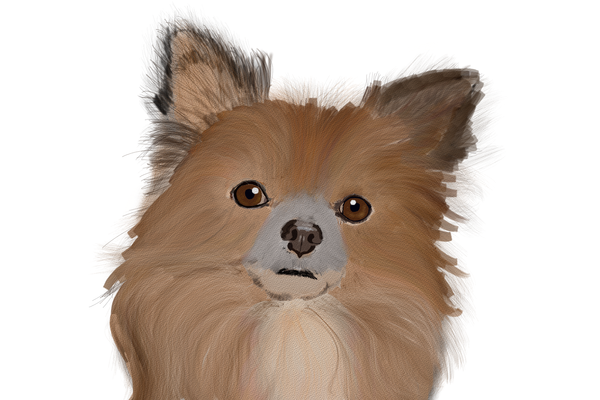 pomeranian