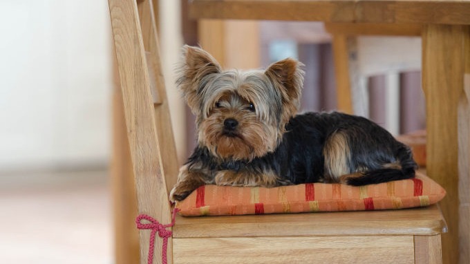 Yorkie resting