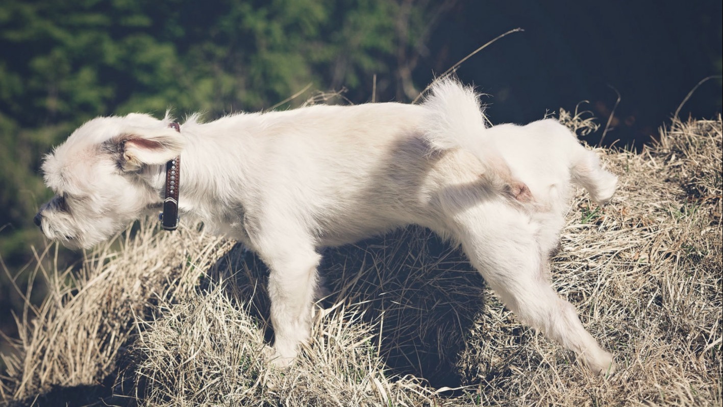 Why do Maltese Pee Everywhere?