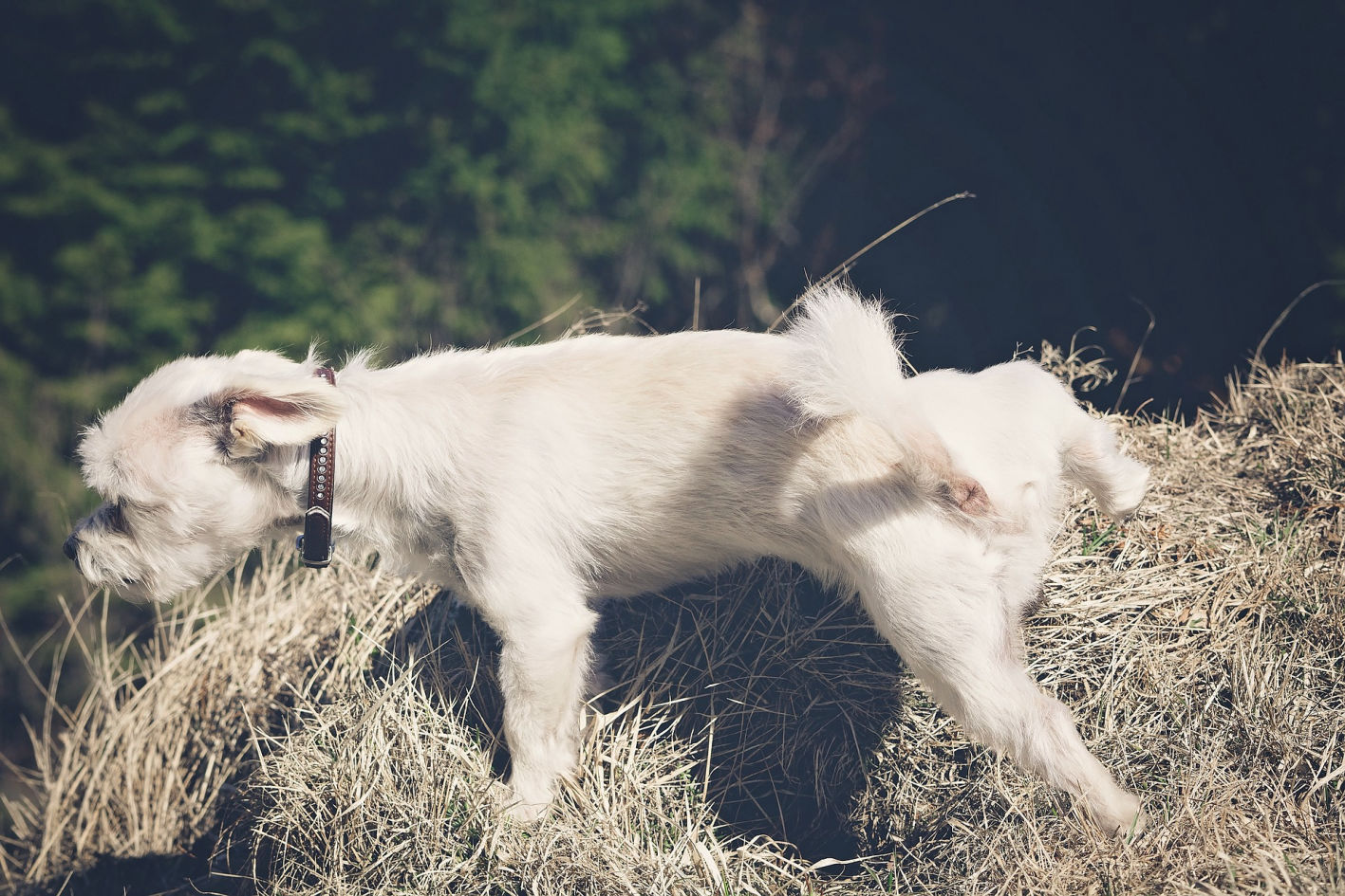 Why do Maltese Pee Everywhere?