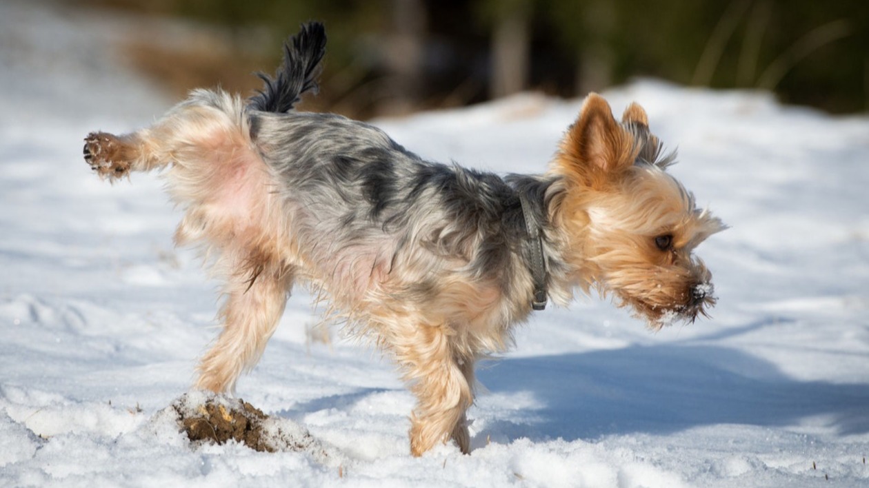 Are Yorkie Hard To Train?