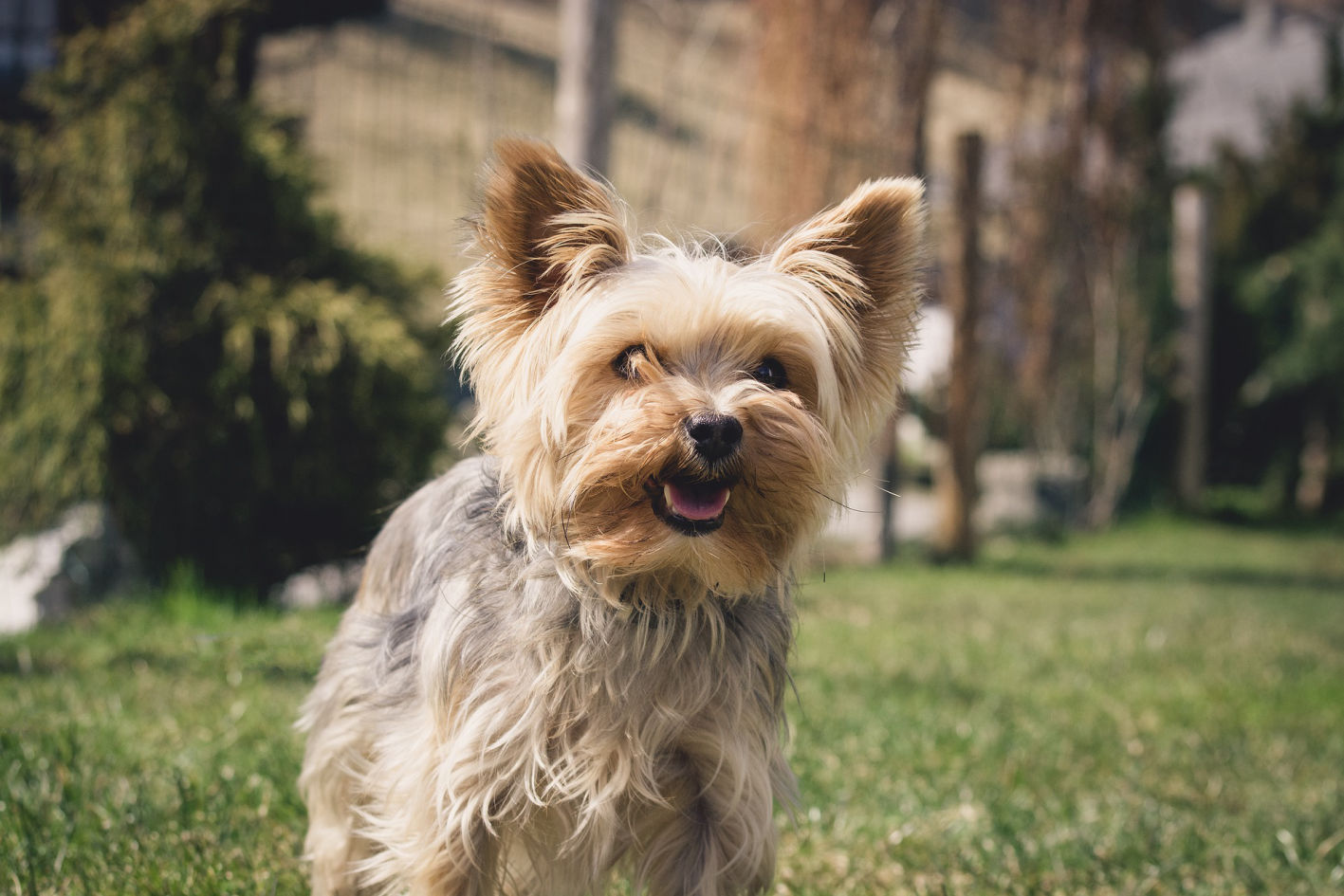  Do Yorkie Dogs Bark A Lot?