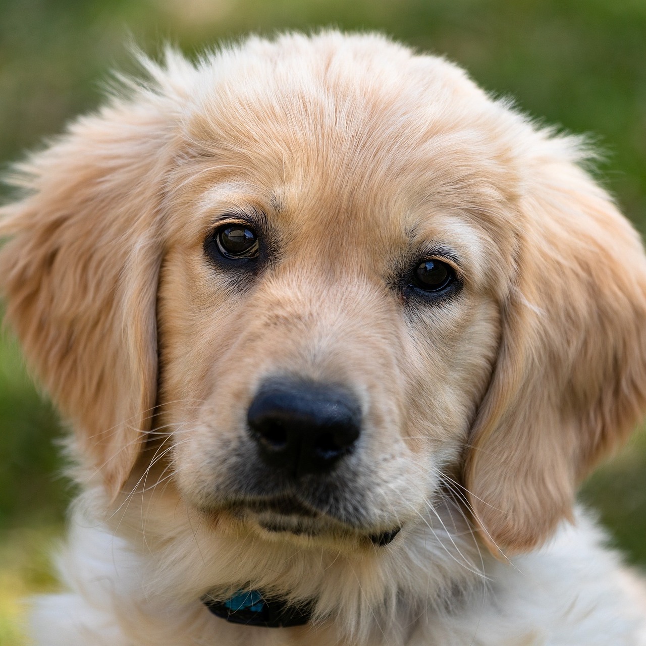 Standard and Miniature Labrador retrievers