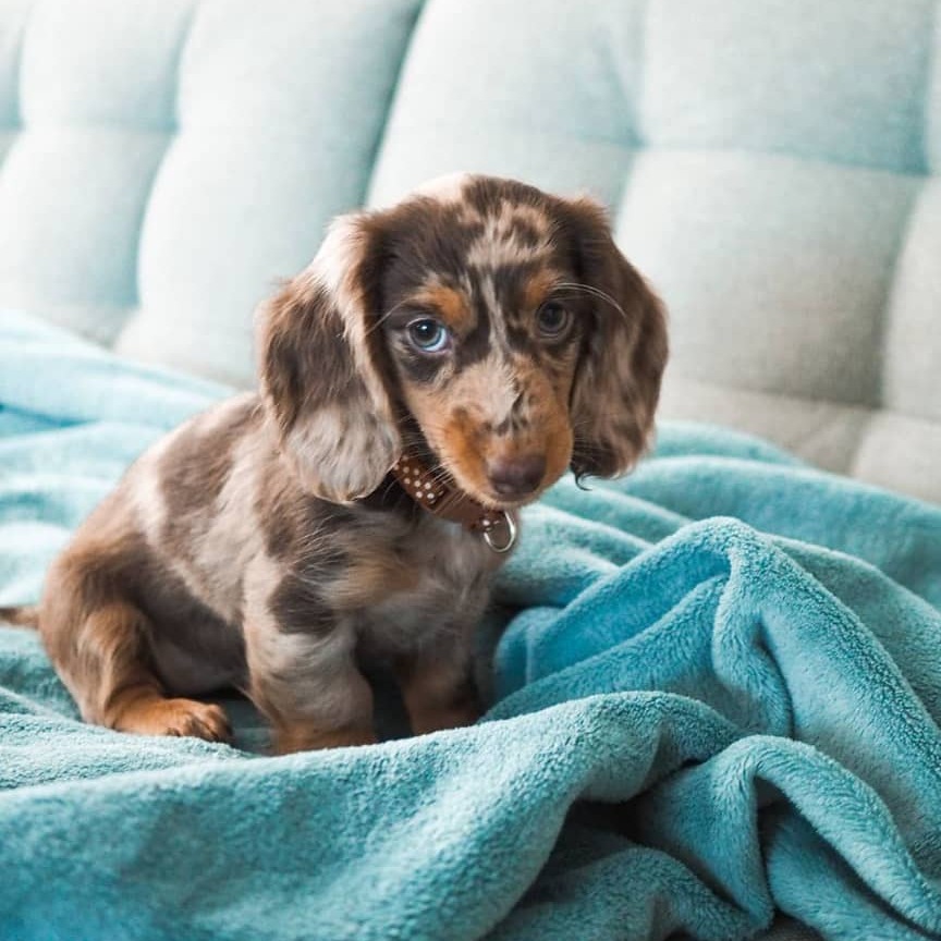 teacup Cavalier King Charles Spaniel