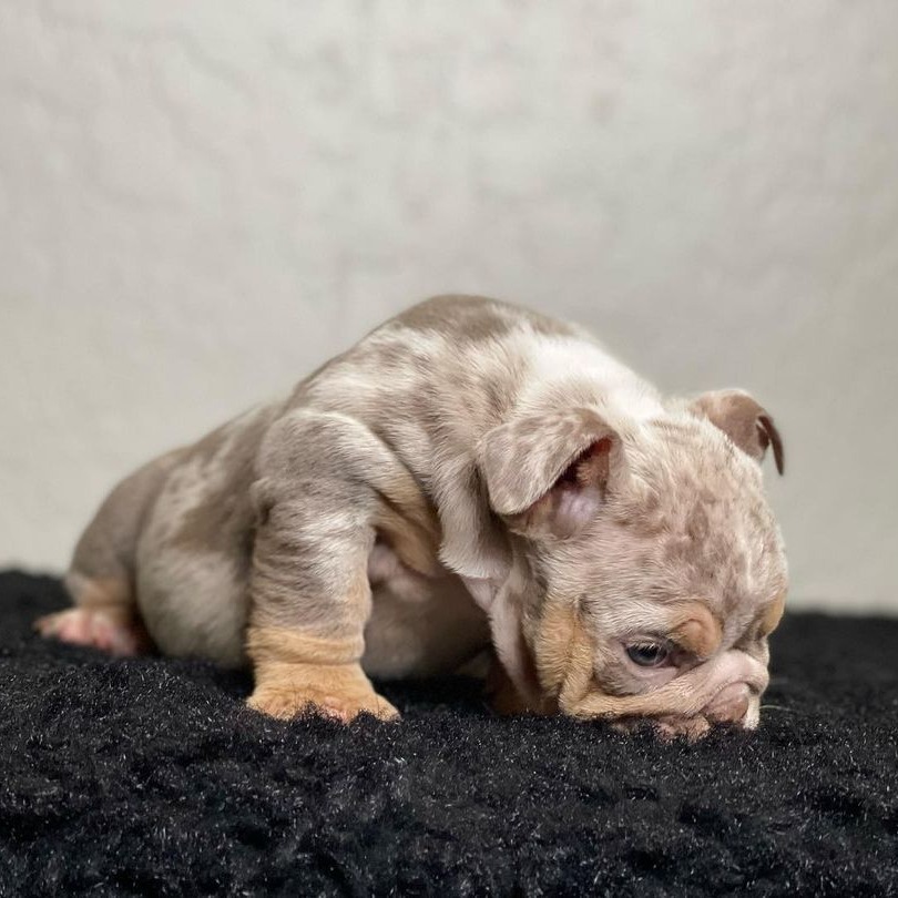 orange and white english bulldog