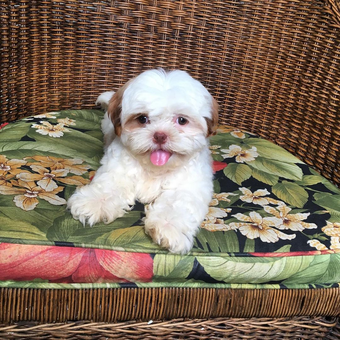 Shih tzu for sale