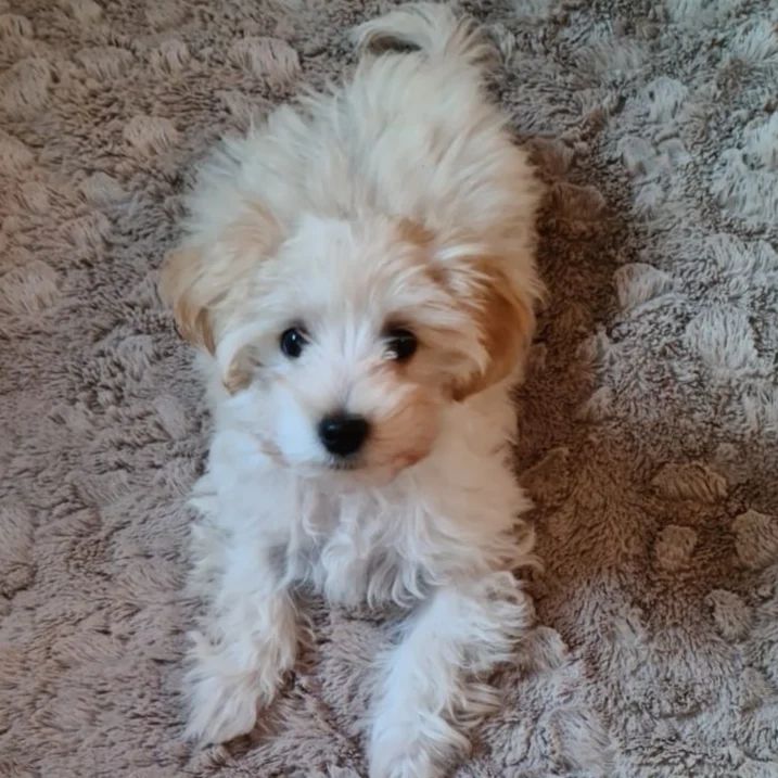 teacup Maltipoo for sale near me