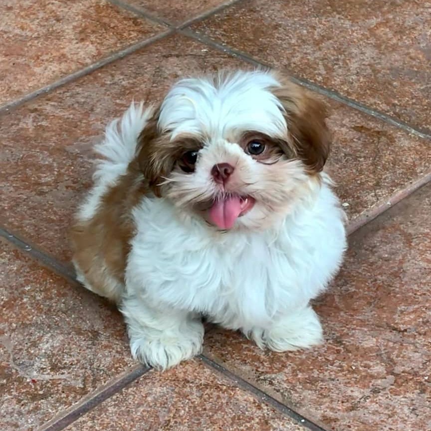 Shih tzu for sale